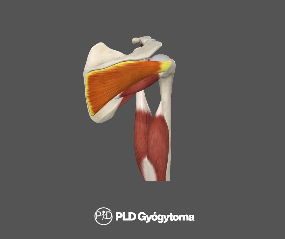 Infraspinatus