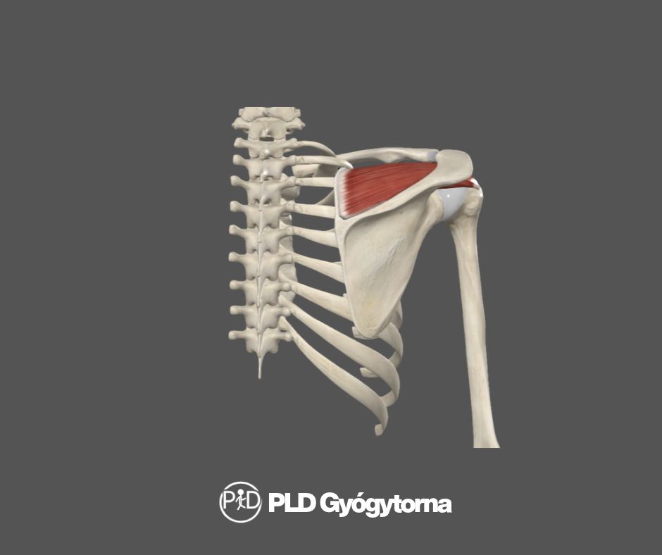 Supraspinatus