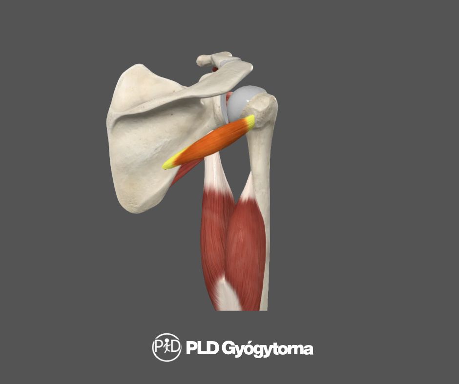 Teres minor